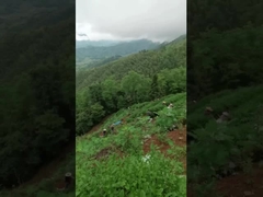 Музыка для чая